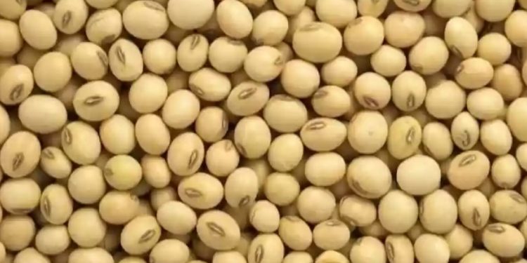 farmers in crisis as soyabean prices fall down