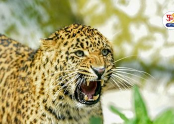 leopard caught in pimpri pendhar pune