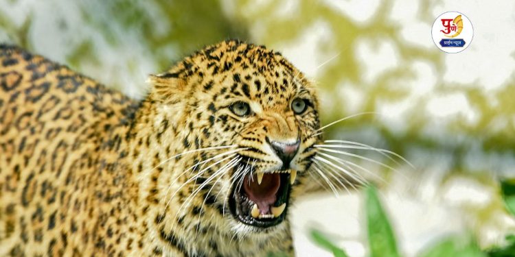 leopard caught in pimpri pendhar pune