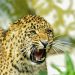 leopard caught in pimpri pendhar pune