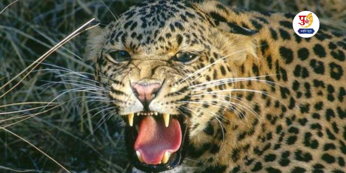 Leopard caught by forest officer in rahu daund Pune