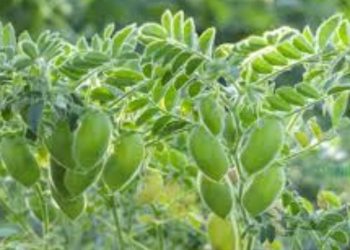 chickpeas crop sowing increased in pune division