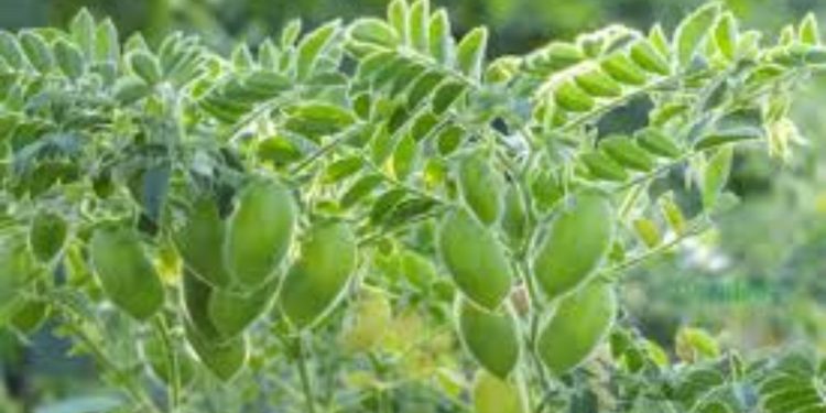 chickpeas crop sowing increased in pune division