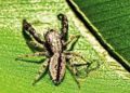 New Jumping Spider Species Found in Pune's Baner Hil