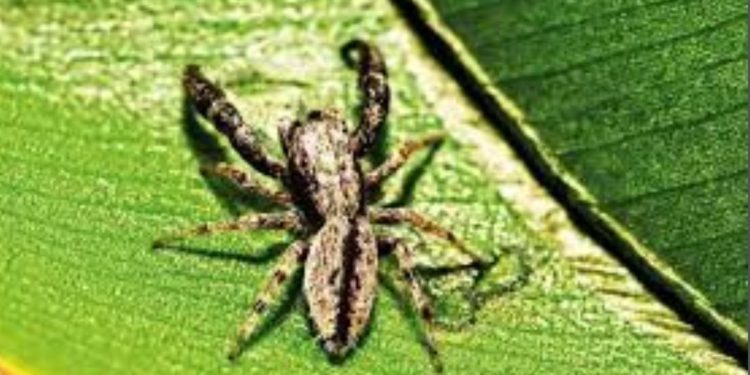 New Jumping Spider Species Found in Pune's Baner Hil