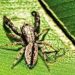 New Jumping Spider Species Found in Pune's Baner Hil