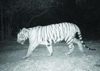 new tiger arrives at sahyadri tiger project satara