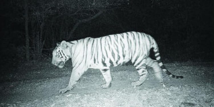 new tiger arrives at sahyadri tiger project satara