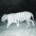 new tiger arrives at sahyadri tiger project satara