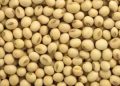 soyabean arrival increased at akola marketyard