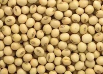 soyabean arrival increased at akola marketyard