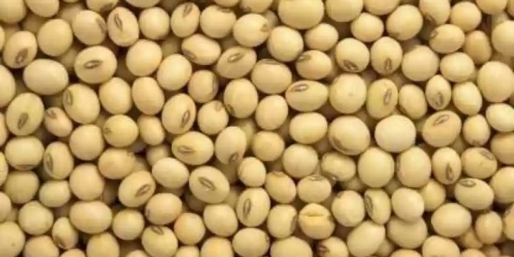 soyabean arrival increased at akola marketyard