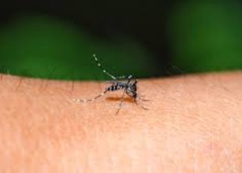 Mosquito ageing modulates the development