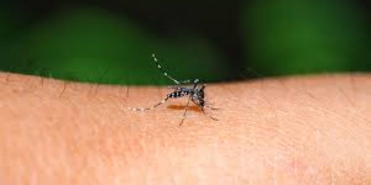 Mosquito ageing modulates the development