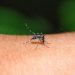 Mosquito ageing modulates the development