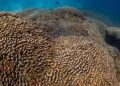 Scientists Discover World's Largest Coral Discovered in Solomon Islands