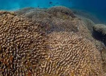 Scientists Discover World's Largest Coral Discovered in Solomon Islands