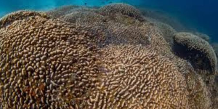 Scientists Discover World's Largest Coral Discovered in Solomon Islands