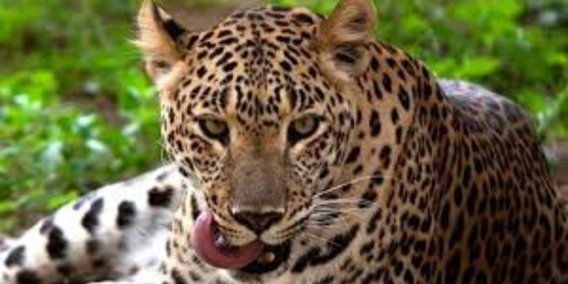 Leopard attacked on youth pimpalwandi pune
