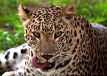 Man-eating leopard sentenced to ‘life imprisonment’ in Surat