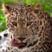 Man-eating leopard sentenced to ‘life imprisonment’ in Surat