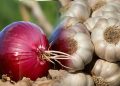 Onion and garlic prices soar across markets in maharashtra