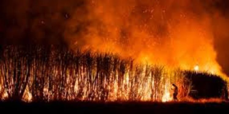 Four acre sugarcane farm caught with fire in shirur pune