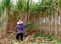 Andolan Ankush stops sugarcane harvesting in kolhapur