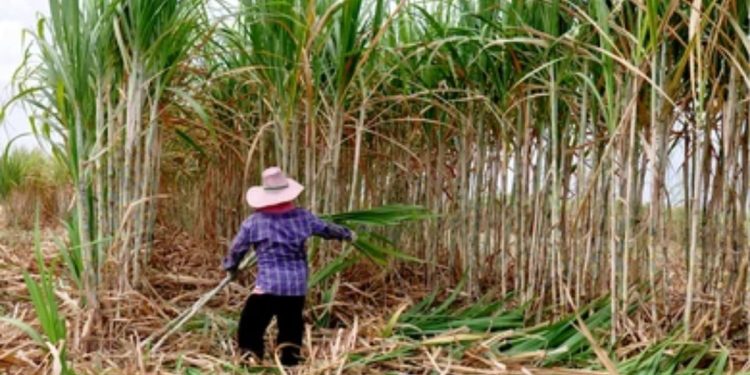 Andolan Ankush stops sugarcane harvesting in kolhapur