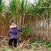 Andolan Ankush stops sugarcane harvesting in kolhapur