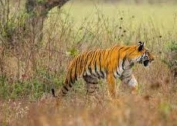 People frightened as tiger video viral in anjani buldhana