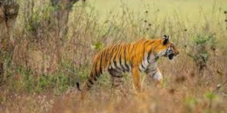 People frightened as tiger video viral in anjani buldhana