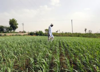 19 lakh farmers takes crop insurance maharashtra