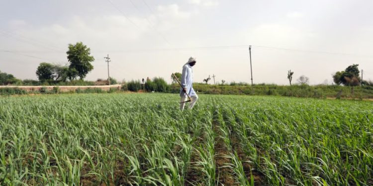 19 lakh farmers takes crop insurance maharashtra