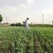 19 lakh farmers takes crop insurance maharashtra