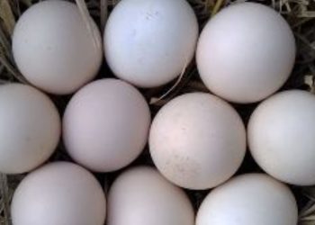 Gavran Eggs price hiked in Pune due to winter