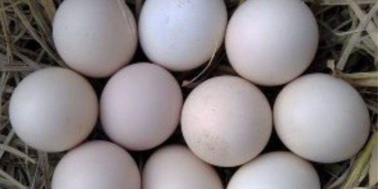 Gavran Eggs price hiked in Pune due to winter