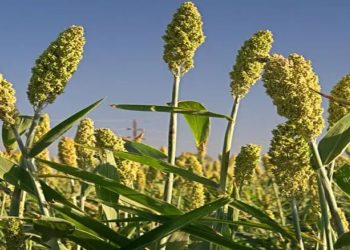 84 thousand hectare's jwari sowing done in Pune distric