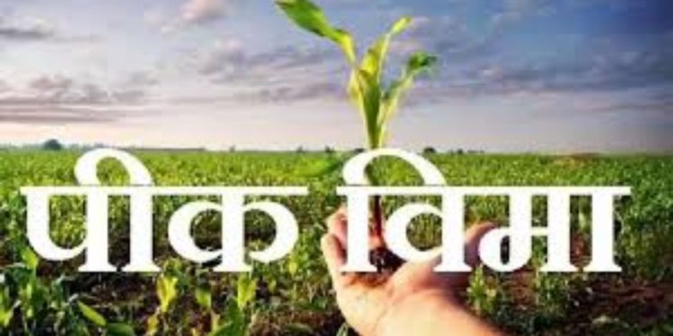 Two people withdraw crop insurance on NA Plot in chandwad Nashik