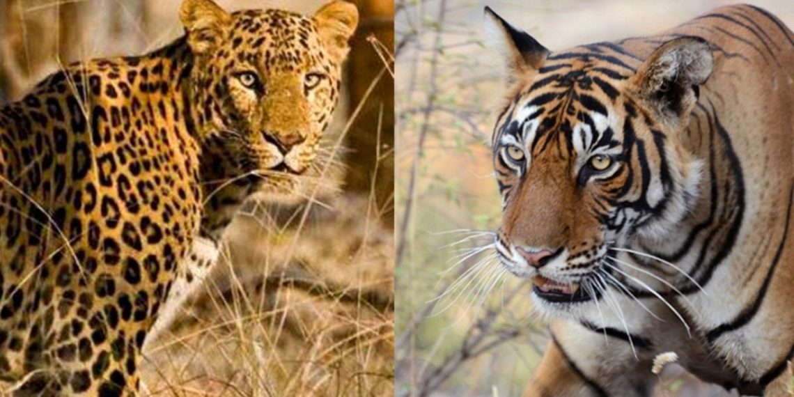 Farmer died tiger attack in chandrapur