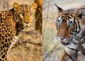 People of Solapur and Dharashiv district afraid due to tiger and leopard