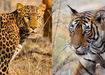 Leopard, three tigers die of Avian flu in Maharashtra’s Gorewada Rescue Centre