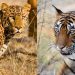 People of Solapur and Dharashiv district afraid due to tiger and leopard