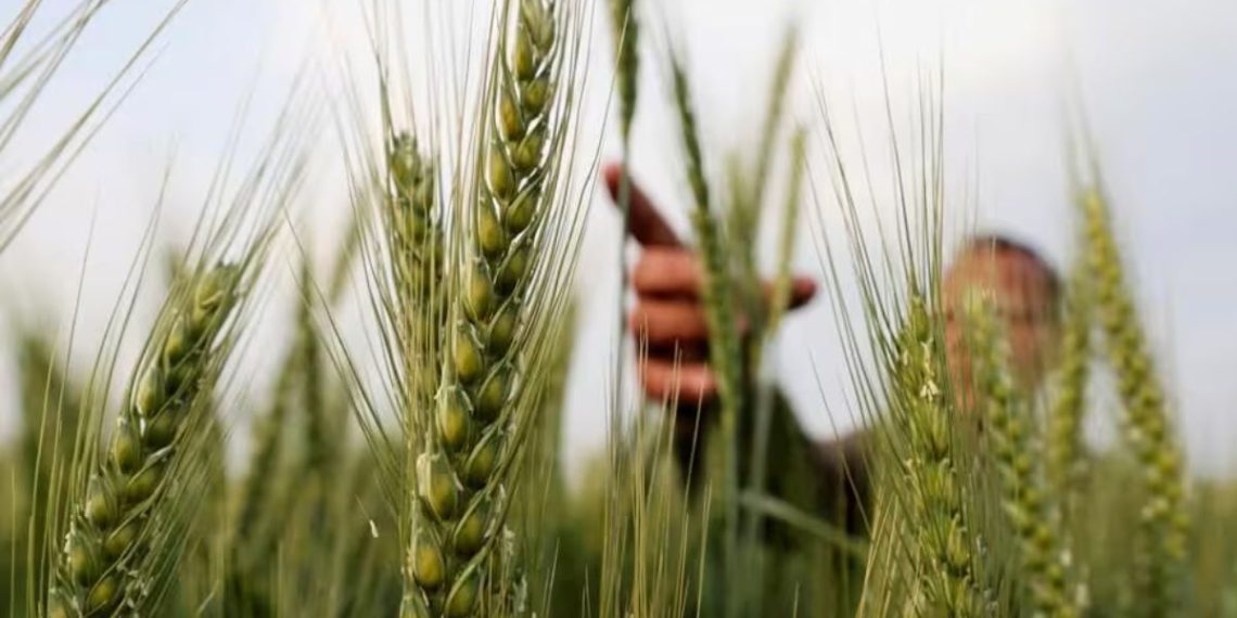 Changing climate affected rabbi crops in vidarbha
