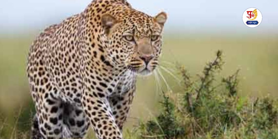 Six People injured in leopard attack in pavananagar maval Pune