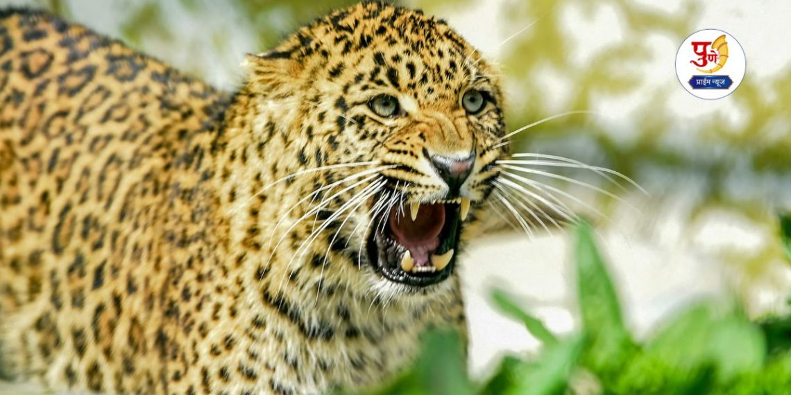 five goats died in leopard attack in naigaon Uruli Kanchan Pune