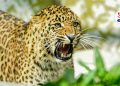 leopard tried to enter in house junnar Pune