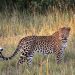 leopard died due to electricity shock in dhok sangvi Pune