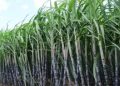 Harvest and transport to the sugar factory increased in maharashtra