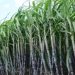 Harvest and transport to the sugar factory increased in maharashtra